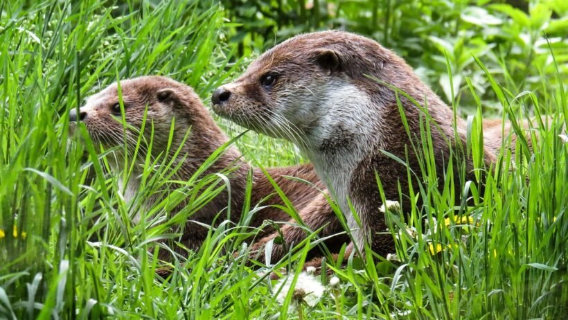 Dizel araç kullanıcılarının en çok yaptığı hatalar görseli