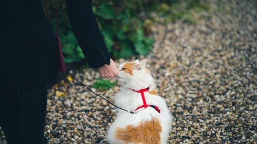 Evcil hayvanla güvenli seyahat için araç içi önlemler görseli