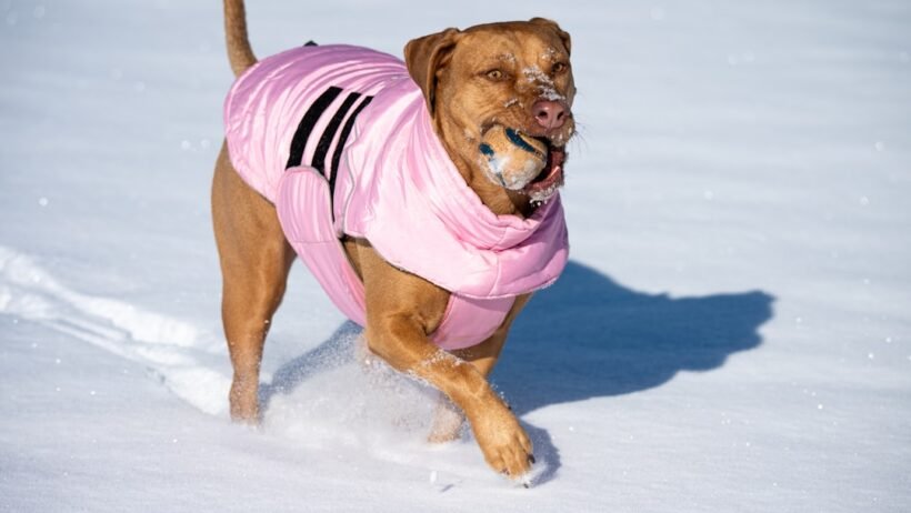 Kışa girmeden araçta mutlaka kontrol edilmesi gereken 20 nokta görseli